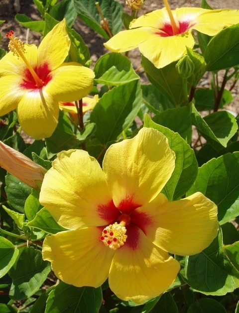 no annual yes brackenridgei smal.jpg