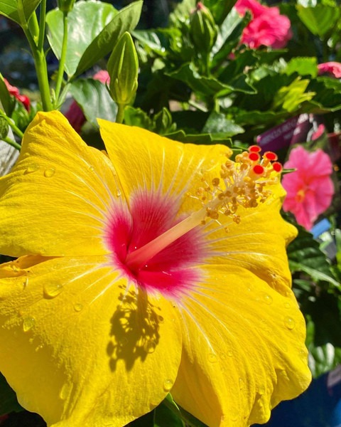 no perennial yes hibiscus yellow.jpg