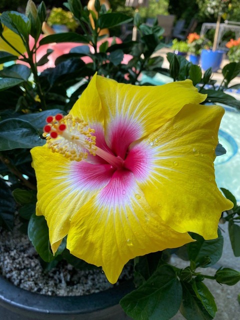 no perennial yes hibiscus joba y.jpg