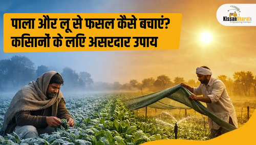 1773047384 पाला और लू से फसल कैसे बचाएं किसानों के लिए असरदार.png