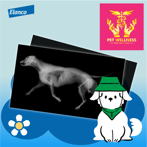 ElancoMY XRay PFVC 20022026 (2).png