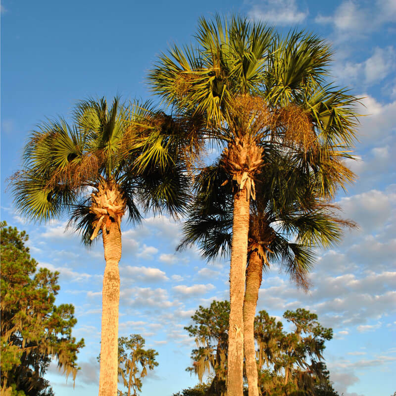 Phoenix dactylifera
