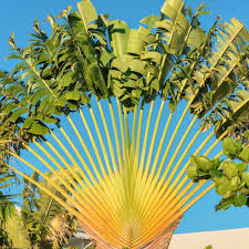 Ravenala madagascariensis