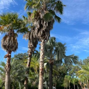 Washingtonia filifera