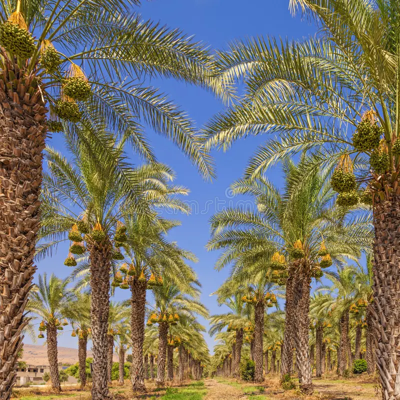Washingtonia robusta