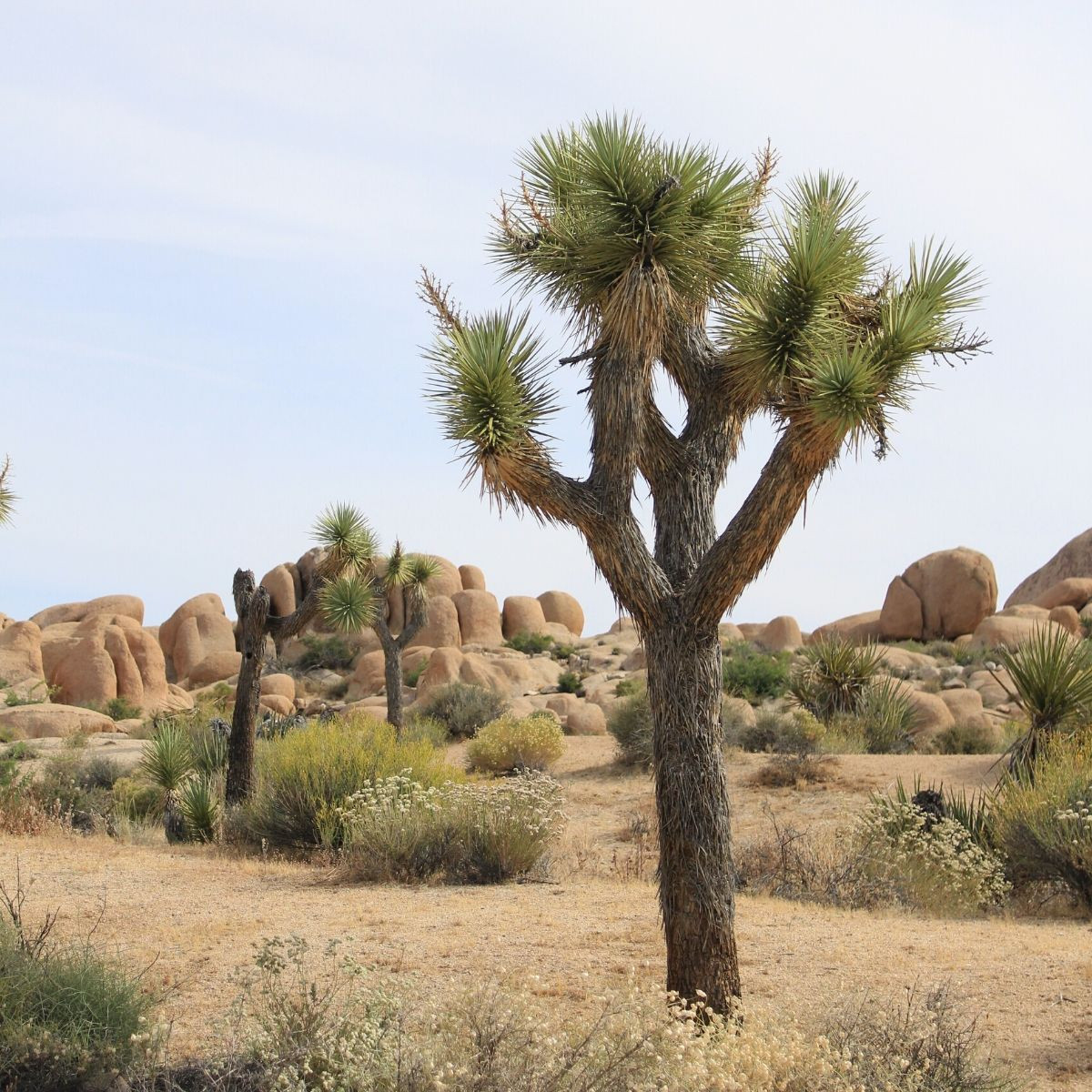 Yucca brevifolia