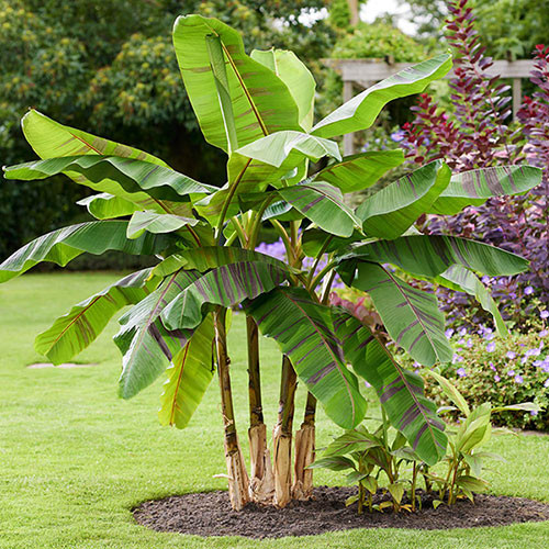 Musa