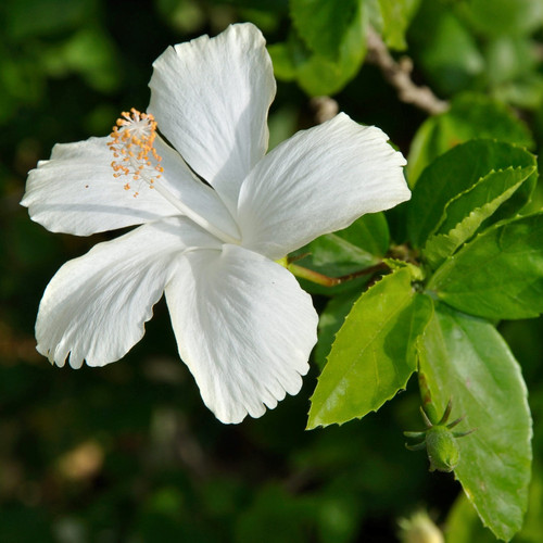 White Hibiscus 5821 scaled e1667.jpg