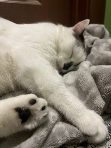 кошка.jpg
