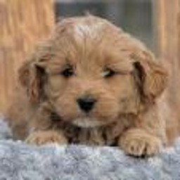 puppyicon.jpg