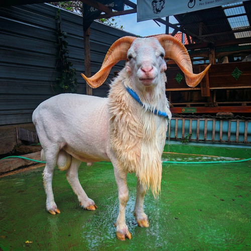 img ram 3.jpg.jpg