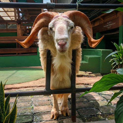 img ram 1.jp.jpg
