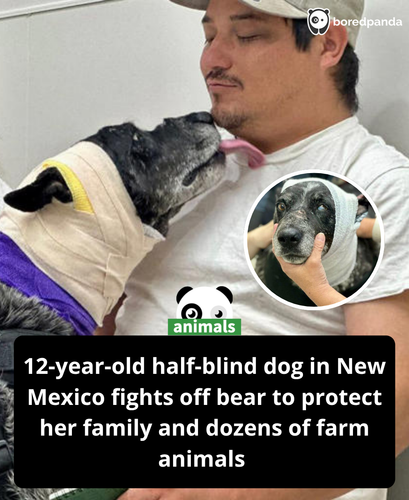 364. Half blind dog, 12, survives after fighting off a bear to protect her family and dozens of farm.png