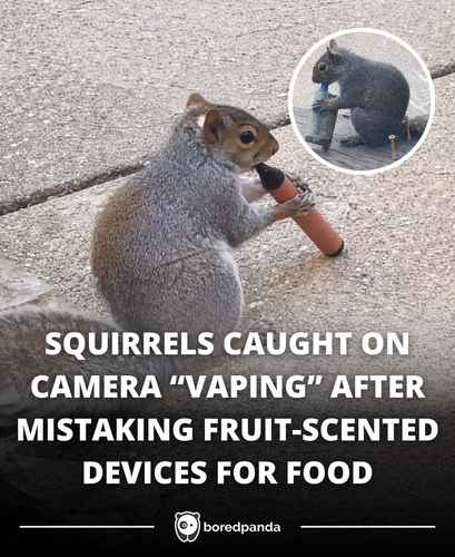 359. Squirrels are vaping.png