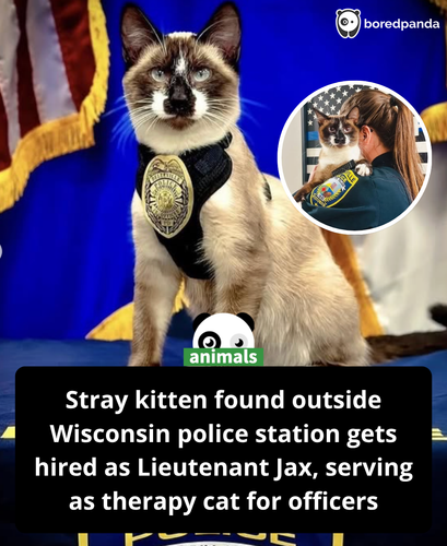 362. A new feline officer has been sworn in at the Belleville Police Department in Belleville, Wisco.png