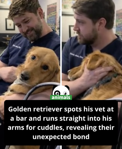 363. Sweet Golden Retriever runs into his vet at a bar and absolutely loses it.png
