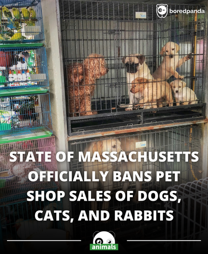 365. Mass. Senate approves ban on retail sale of dogs, cats and rabbits in pet shops.png