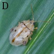 1076 image crop 500 333 1000 666.jpg