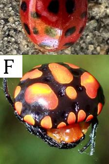 1069 image D crop 500 500 1000 1000.jpg