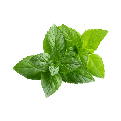 Basil.png