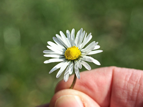 ralf1403 daisy 10186493 1920.jpg
