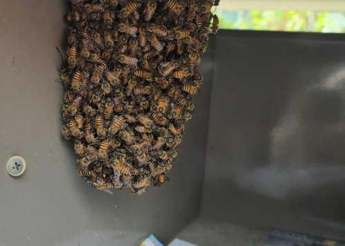 🐝 Bee, Wasp & Hornet Control Experts.jpg