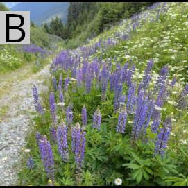 1075 image crop 0 333 499 666.jpg