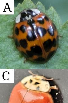 1069 image crop 0 0 498 498.jpg