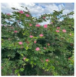 Landscaping Delray Beach.png