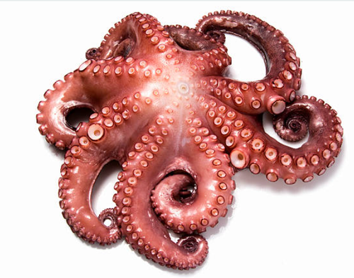 pulpo.png