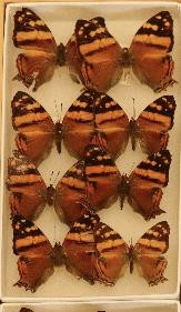 352 image crop 0 0 200 500.jpg