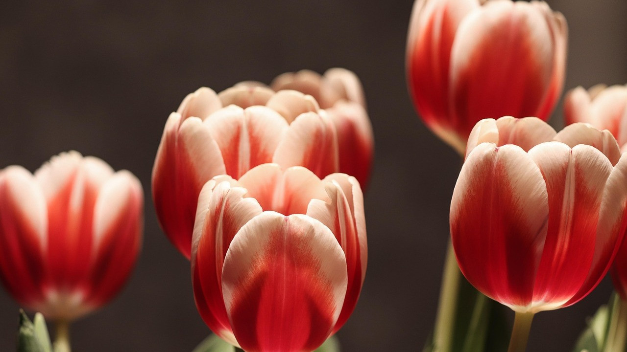 1. Starbound Odyssey: The Awakening