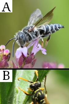 1060 image crop 0 0 500 500.jpg