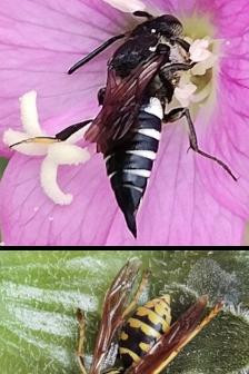 1060 image crop 500 0 1000 500.jpg