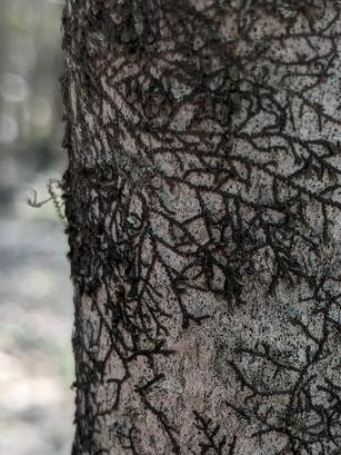 1881 image crop 200 200 600 600.jpg