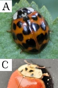 1069 image A crop 0 0 500 500.jpg