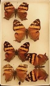 352 image crop 400 500 600 1000.jpg