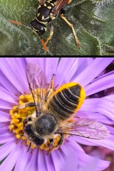 1060 image crop 500 500 1000 1000.jpg