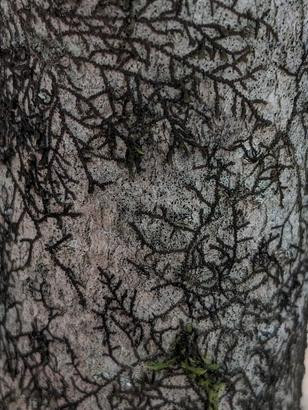 1881 image crop 300 300 700 700.jpg