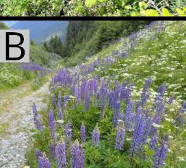 1075 image crop 0 300 500 600.jpg