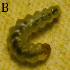 1076 image crop 500 0 1000 333.jpg