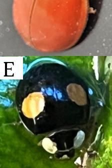 1069 image B crop 500 0 1000 500.jpg