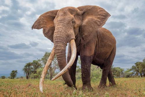 Gajah.jpg