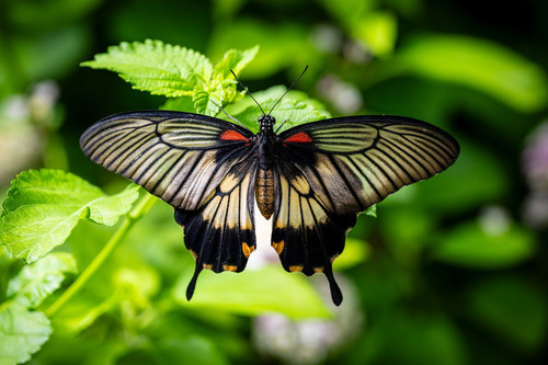 bernhardjaeck butterfly 10068041 1920.jpg
