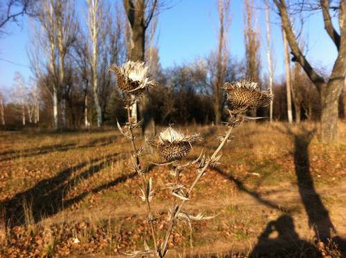 rl 45089512674 o.jpg