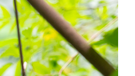 1909 image crop 300 100 500 400.png