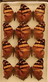 352 image crop 200 500 400 1000.jpg