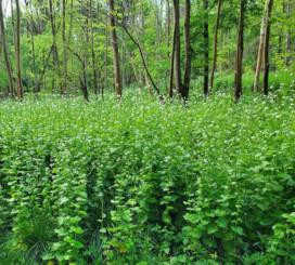 1075 image crop 500 0 1000 300.jpg