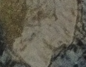 1888 image crop 300 50 550 250.png