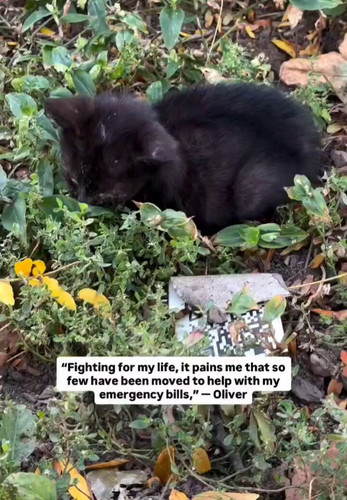 9goYBlsFH FRhL2 .jpg